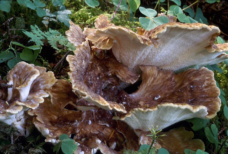 Bondarzewia montana